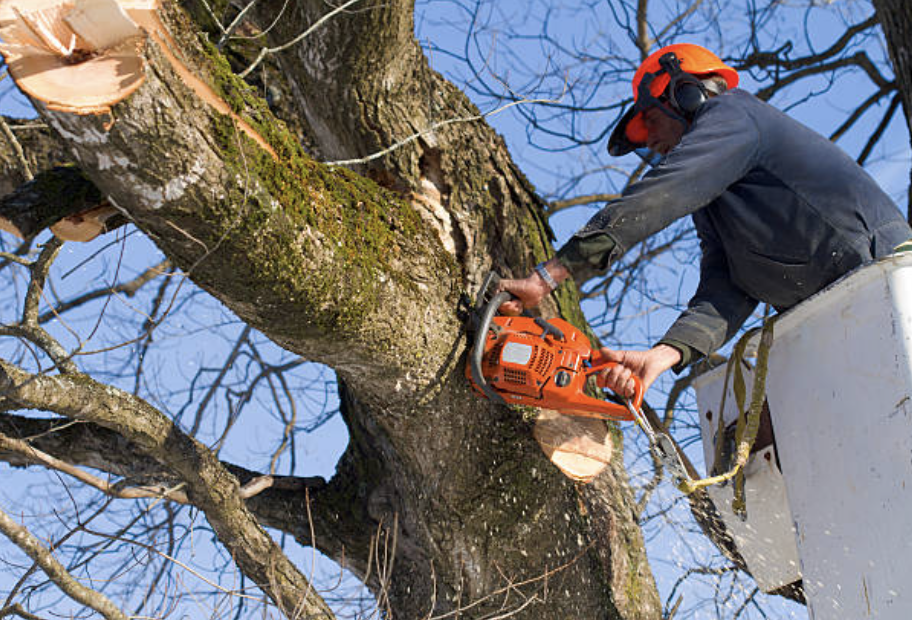 tree pruning in Independence