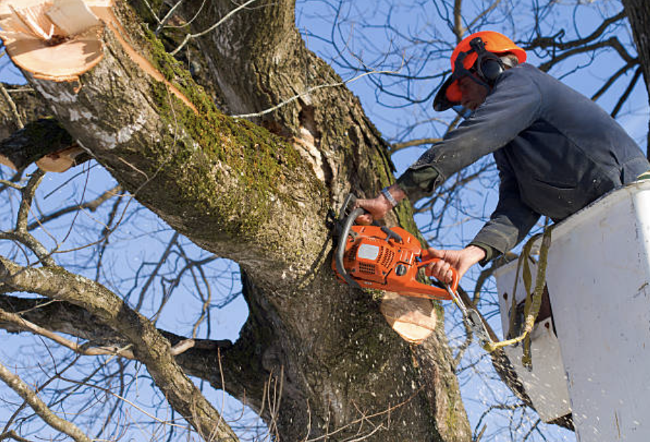 tree pruning in Cold Spring